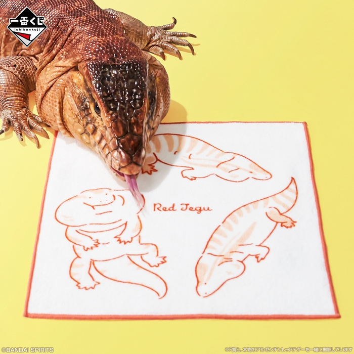 F賞:タオルコレクション(イメージ2)