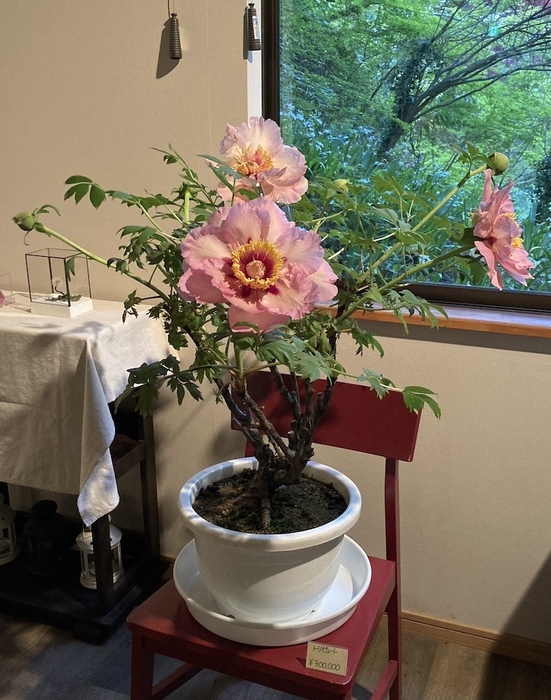 稀少なトリビュート30万円(税込) 1