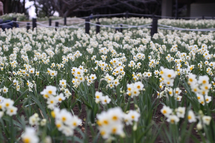 スイセン畑(昨年の様子)