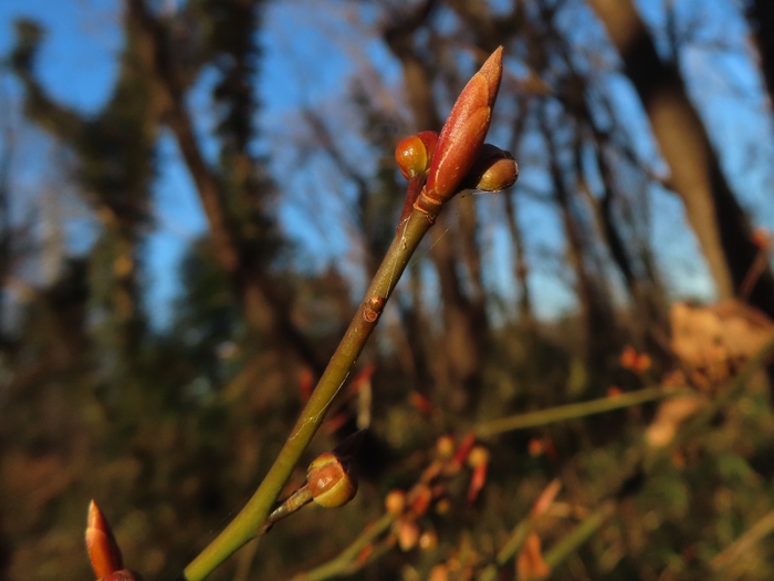 爪楊枝にも利用されるクロモジ(冬芽)