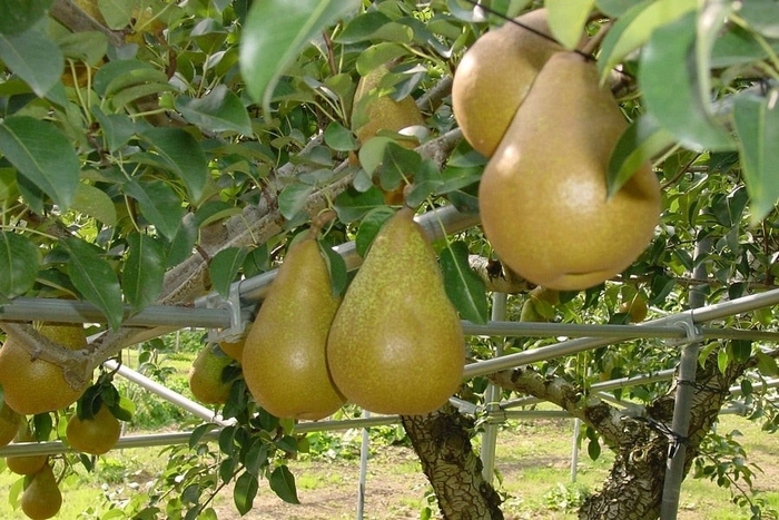 西洋なし「ゼネラル・レクラーク」約5kg(10~12玉)