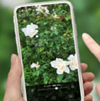 「バラノナ」(使用イメージ)