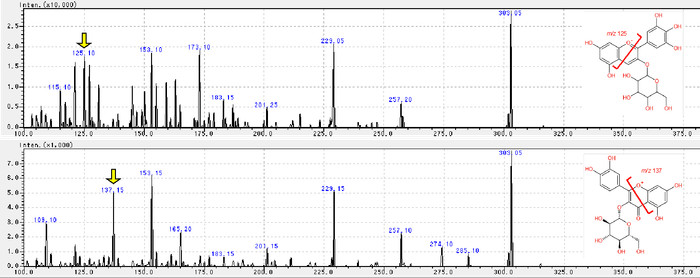 図2．アントシアニン（上：delphinidin-3-glucoside）とフラボノール（下：quercetin 3-glucoside）のMS/MSスペクトル。黄矢印で示すプロダクトイオンが、各化合物に特異的に検出された。