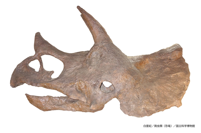 トリケラトプス（レプリカ）