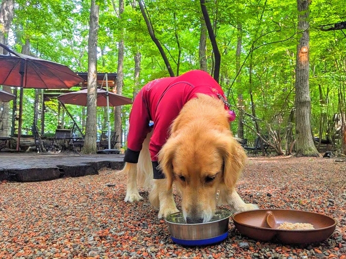 無添加でバランスの良いわんちゃんごはん