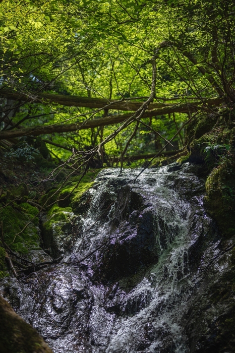 森に響く清流