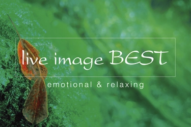 7年ぶりに復活する「ライブイマージュ・コンサート」に、 REAL TRAUM、Budo、石井琢磨がオープニングアクトとして出演決定！