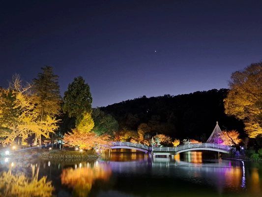 東京・町田市「秋遊び2025」開催中！ ～秋の夜を彩る、幻想的な雲海と紅葉ライトアップ～