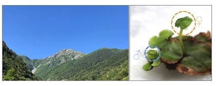 図1 雌雄同株のアカゼニゴケ