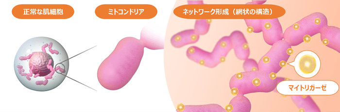 図1 ミトコンドリアのネットワーク（イメージ）
