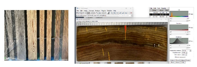 木造外壁改修において、中央3本のみ木材表面透明保護塗り材を塗装した様子(写真左)、ひび割れ測定の様子(写真右)。