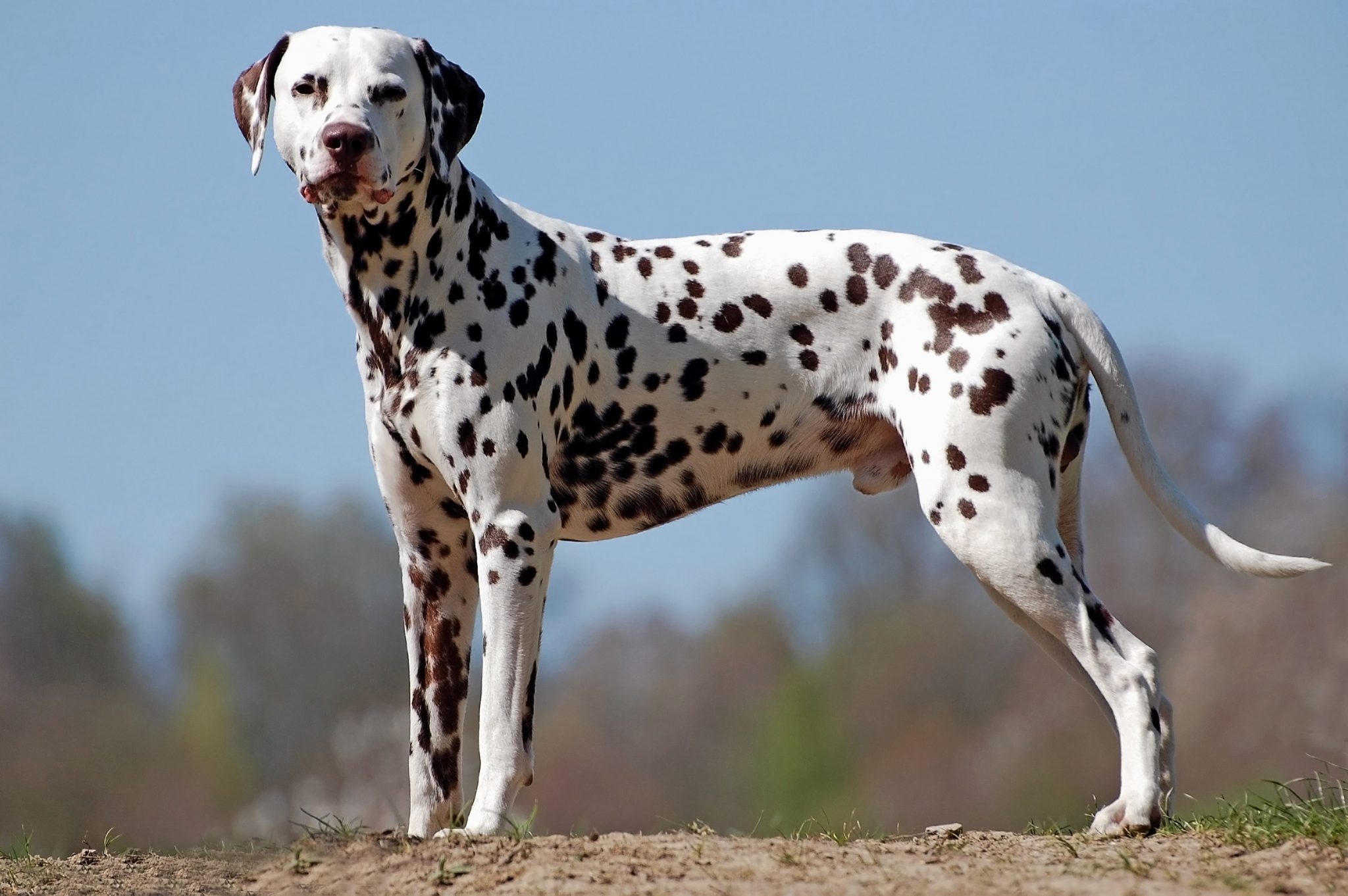 抜け毛が少なく短毛の犬種を犬の大きさ別でご紹介いたします!