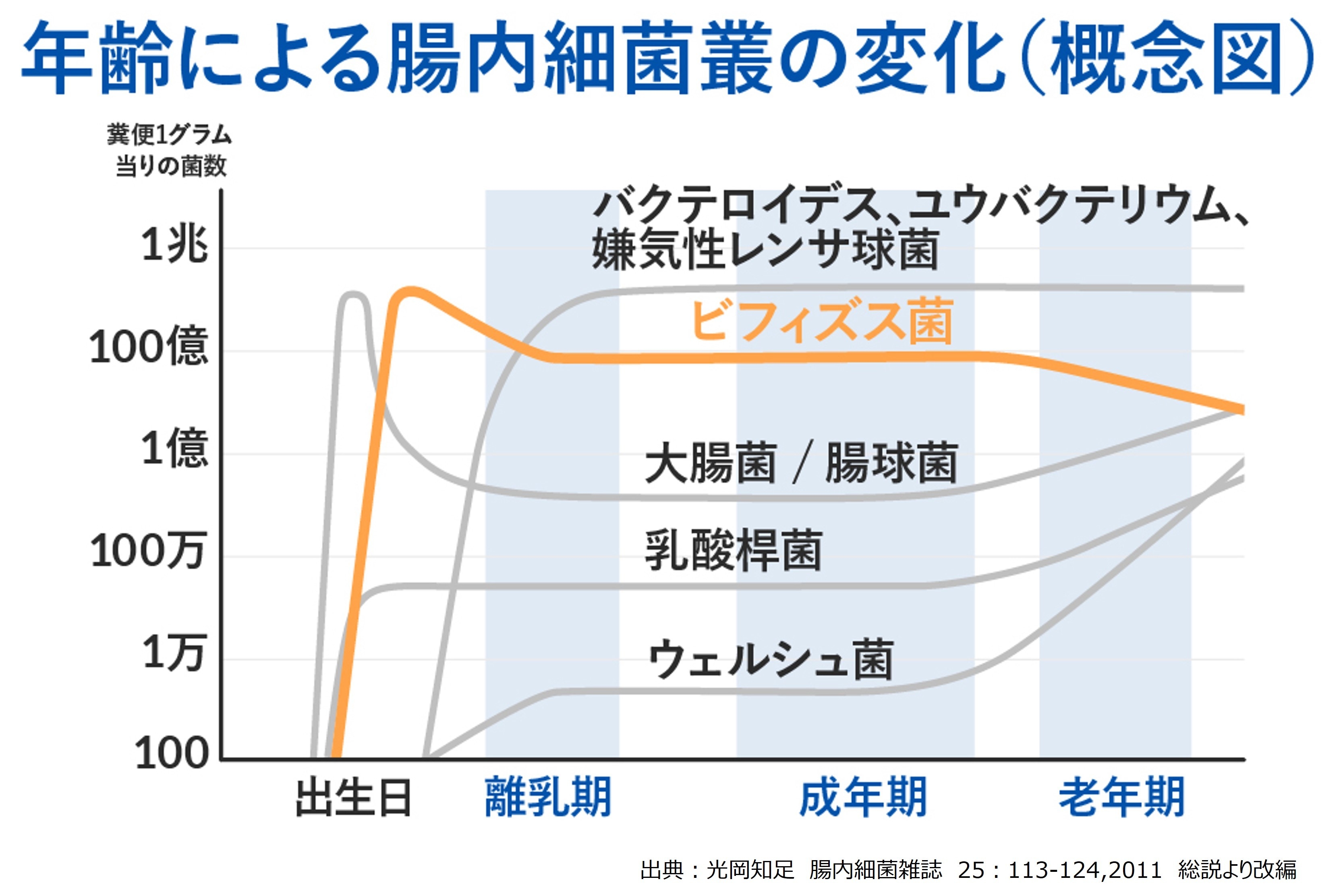 年齢による腸内細菌叢の変化(概念図)