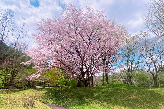 場内にある桜を見ながらお花見&バーベキュー