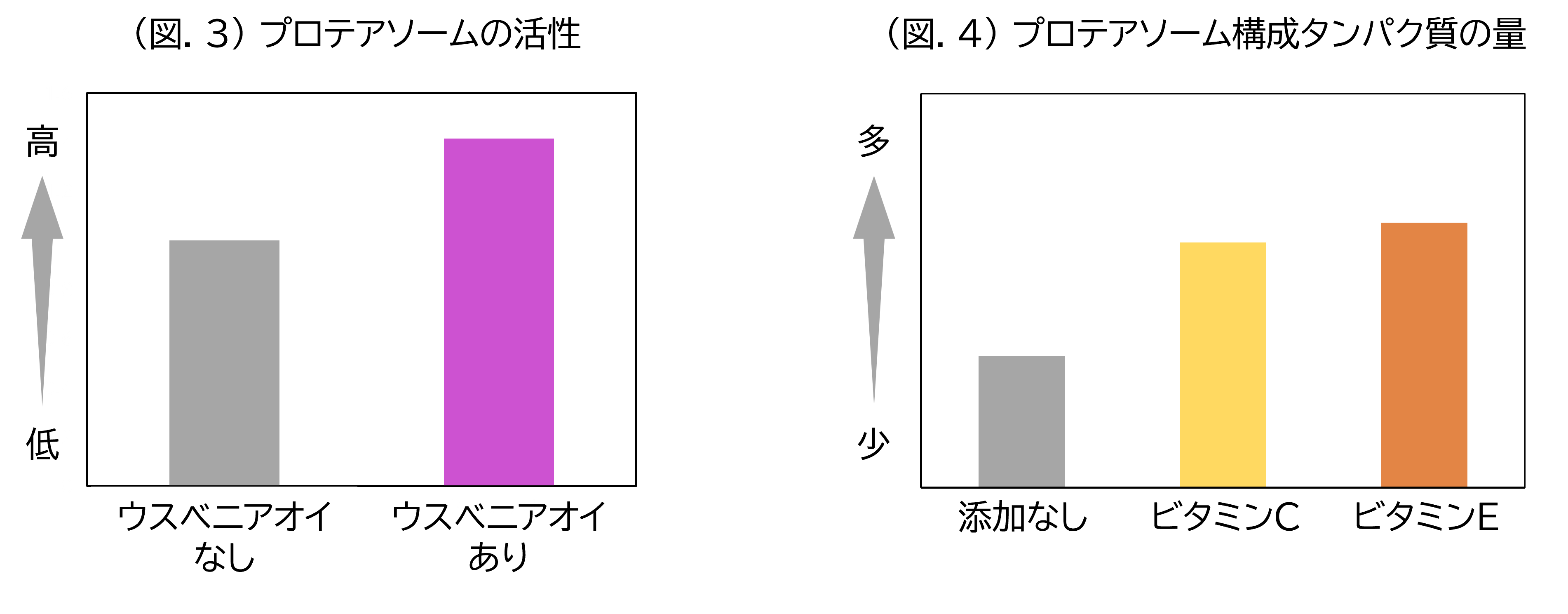(図.3)プロテアソームの活性/(図.4)プロテアソーム構成タンパク質の量