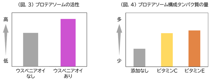 (図.3)プロテアソームの活性/(図.4)プロテアソーム構成タンパク質の量