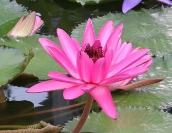 熱帯スイレン(夜咲き)