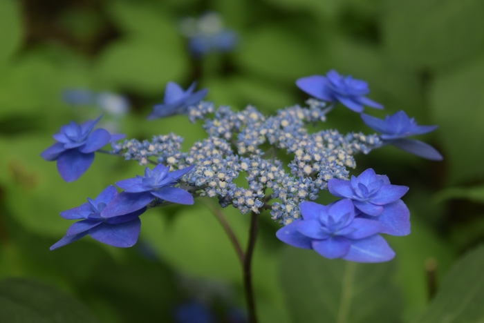 深山八重紫 (5月26日撮影)