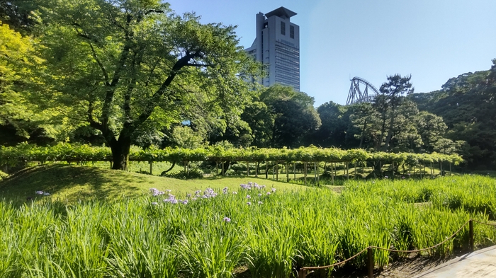 5月24日撮影