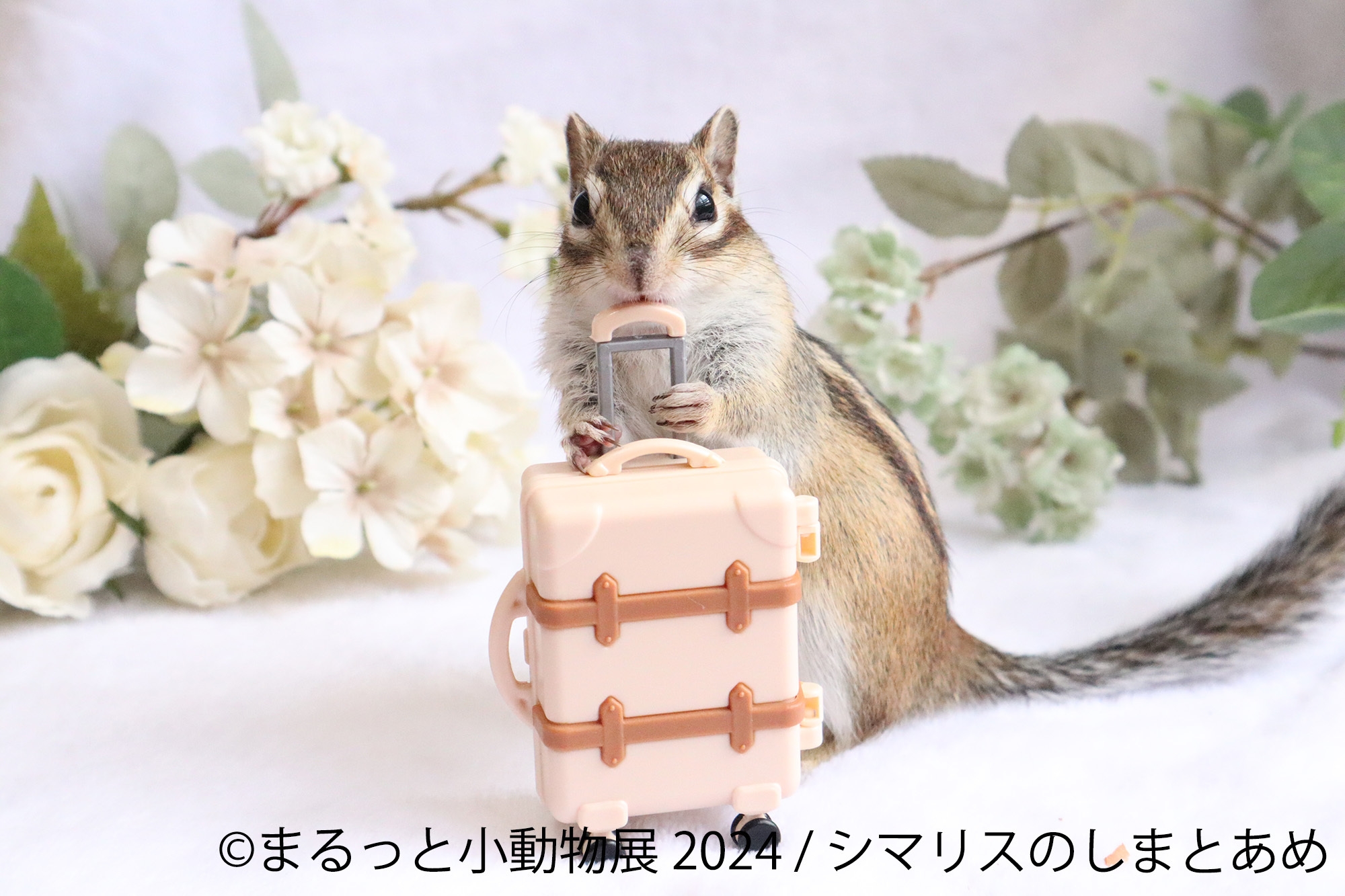 展示作品(4)