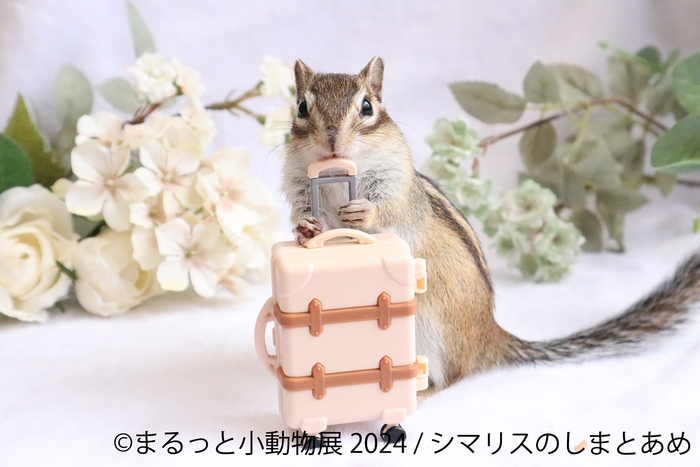 展示作品(4)