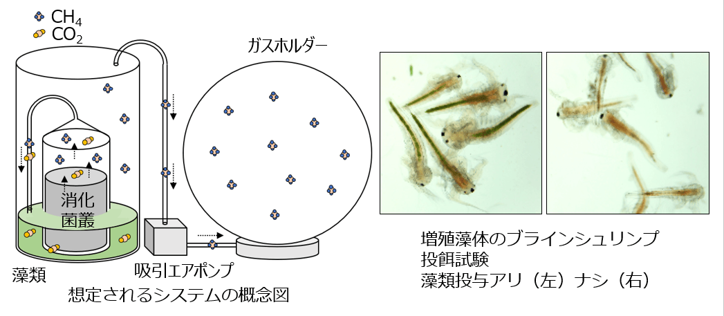 想定される資源循環システム(左)と生成された藻類バイオマスをブラインシュリンプに与えた飼料利用試験(右)