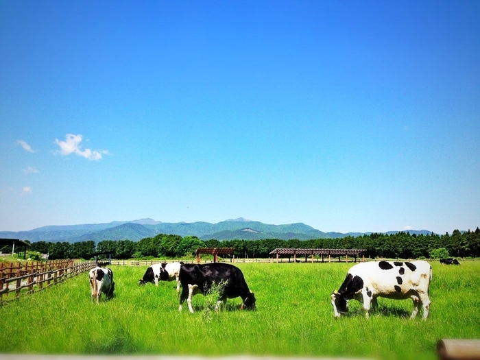 放牧場では、牛さんが草をもりもり食べる姿や、寝そべって ゆったりしている姿がご覧になれます。時には走っている姿も 見られるかもしれません。11 月までの予定です。