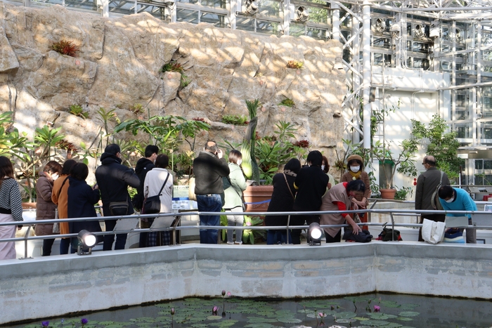 開花間近のショクダイオオコンニャクを見学する来園者(12月13日)