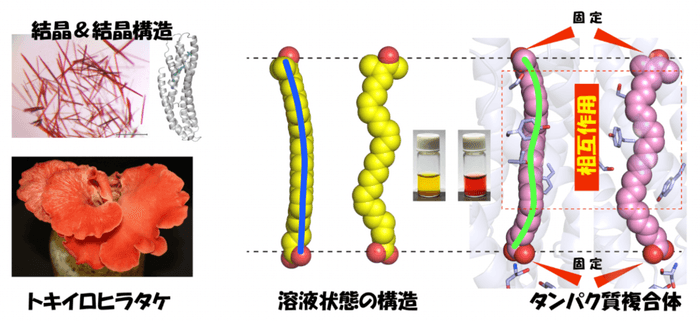 図4 溶液状態では緩やかなアーチ状の立体構造を示す2-dehydro-3-deoxylaetiporic acid Aが、タンパク質内部ではゆがんだ構造を取ることを強いられ、赤色を呈色する
