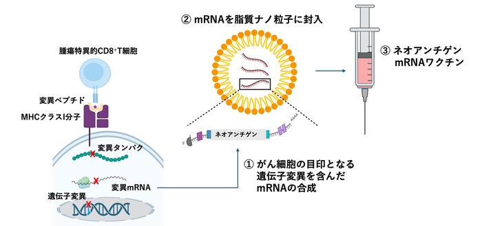 図 ネオアンチゲンからmRNAワクチンをLNPに封入する流れ