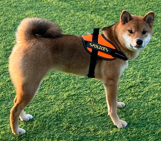 柴犬夢姫 栄光の3位