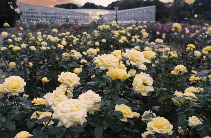 秋のばら園(令和6年撮影)