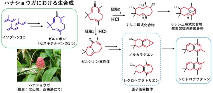 【図1】酸性条件におけるゼルンボンの反応経路