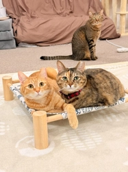 さくらみみの「猫耳イラストコンテスト」、 保護猫カフェ「CATLOAF」(キャットローフ)へ寄付