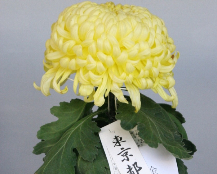 福助作り