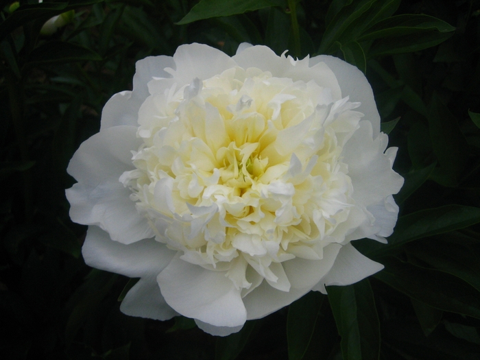 ユニバ―スター