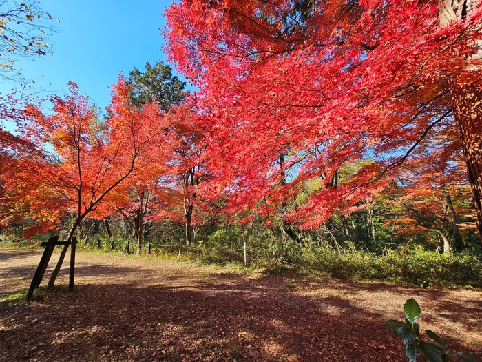 嵐山渓谷 燃えるようなモミジ