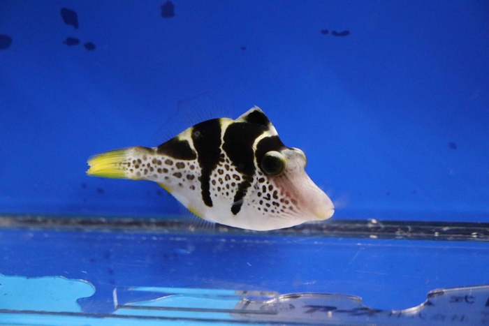 ノコギリハギ(カワハギ科)