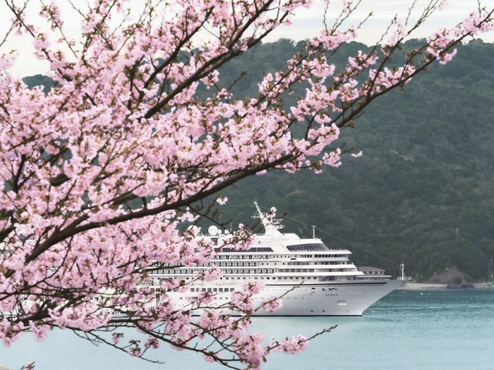 桜と飛鳥II 撮影:中村武弘