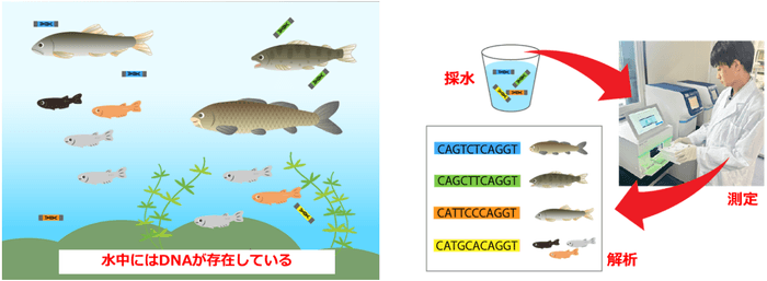 環境DNA分析のイメージ図