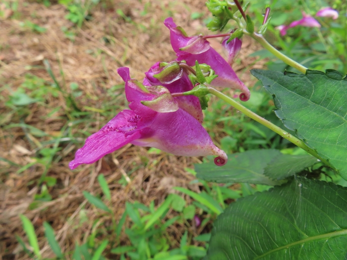 群生して咲くツリフネソウ