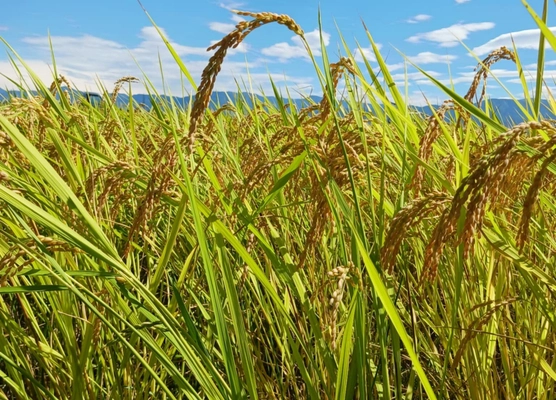 自分が食べる米は自分で作る！ 日本の米と食と農家を守るための稲作革命 「脱時給10円」プロジェクトを7月30日まで実施