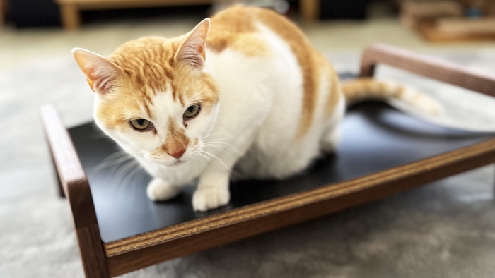 かわいい要素を排除したシンプルデザイン