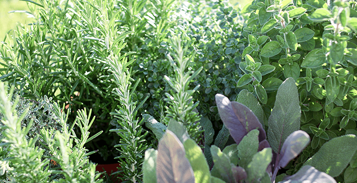 メディカルハーブイメージ