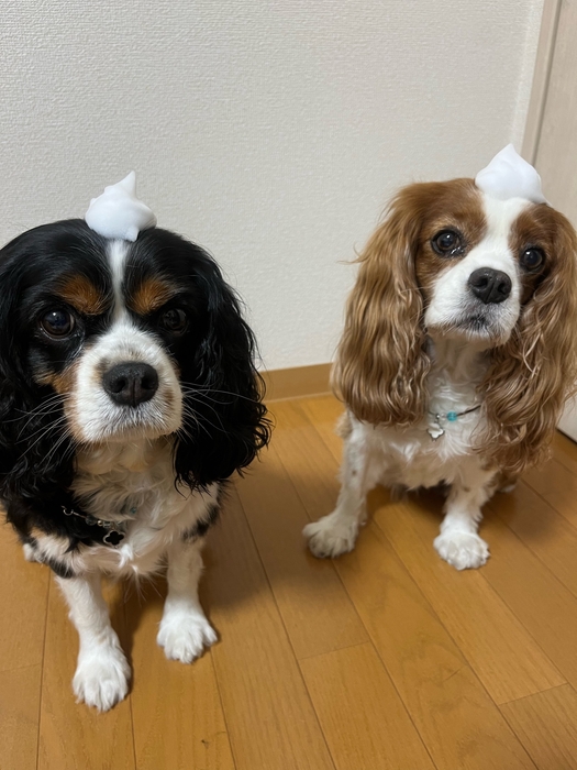 安心安全な泡タイプ