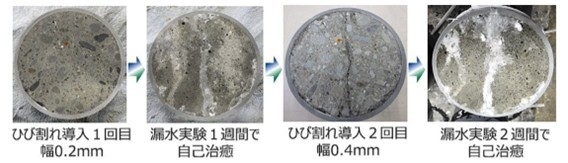 写真1：ひび割れの自己治癒状況