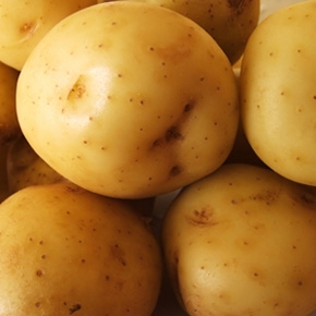 9月のお届け(ジャガイモ(北あかり))