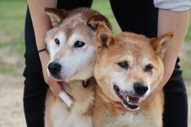 一般社団法人Animal Care Salvation、 犬猫の殺処分ゼロを目指し新たな譲渡システムを立ち上げ