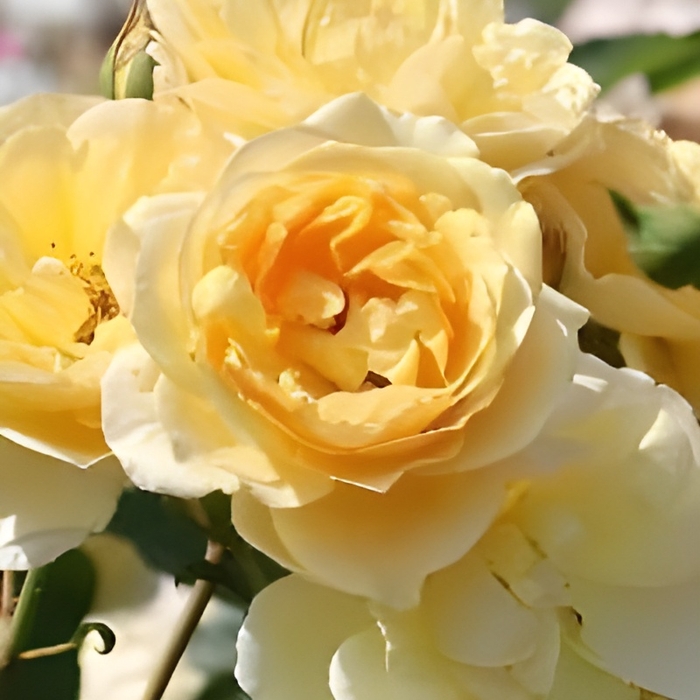 ‘グラハムトーマス’