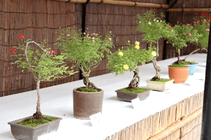 秋のミニバラ盆栽展(令和5年撮影)